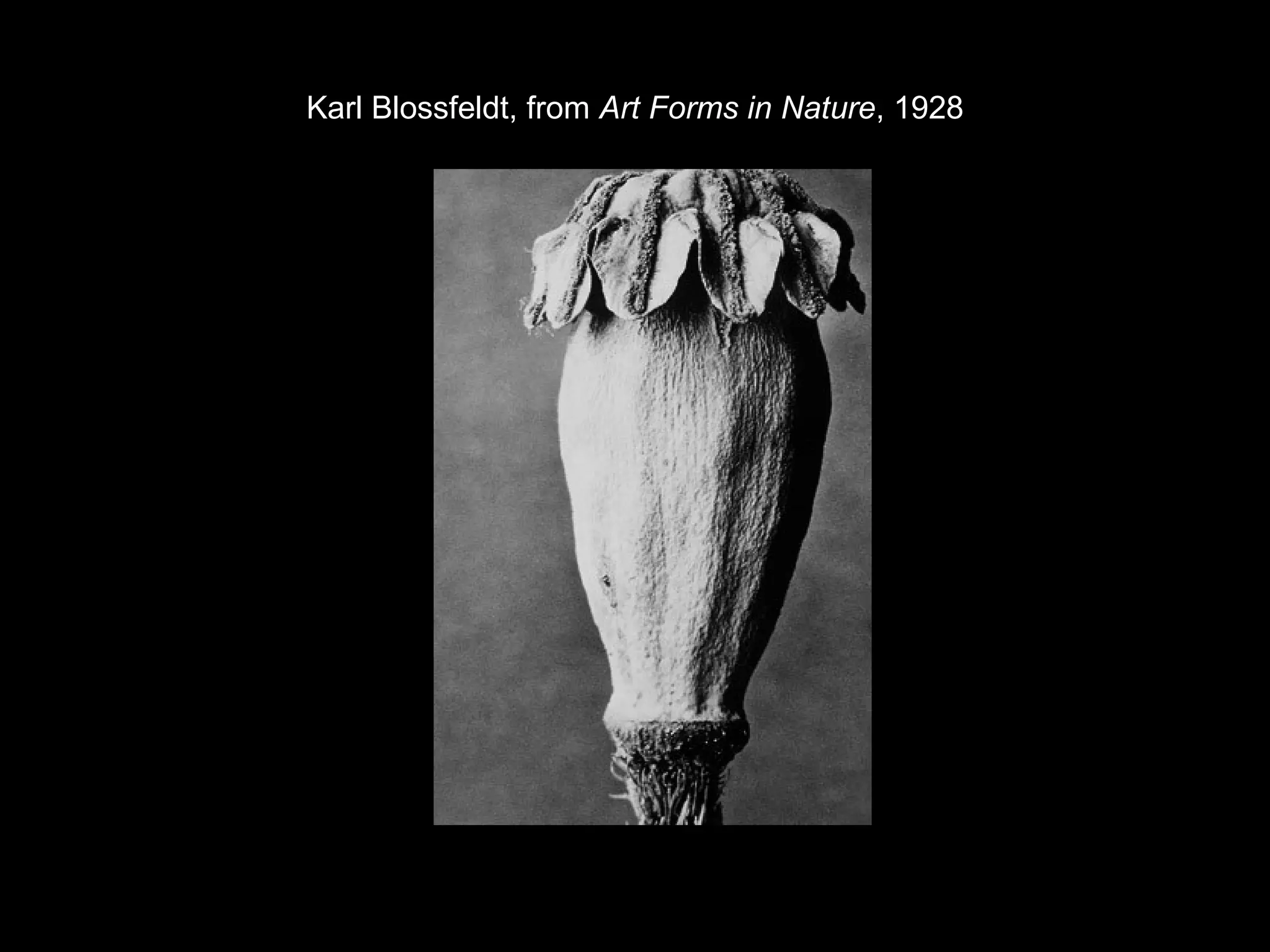Karl Blossfeldt, from Art Forms in Nature, 1928 
 