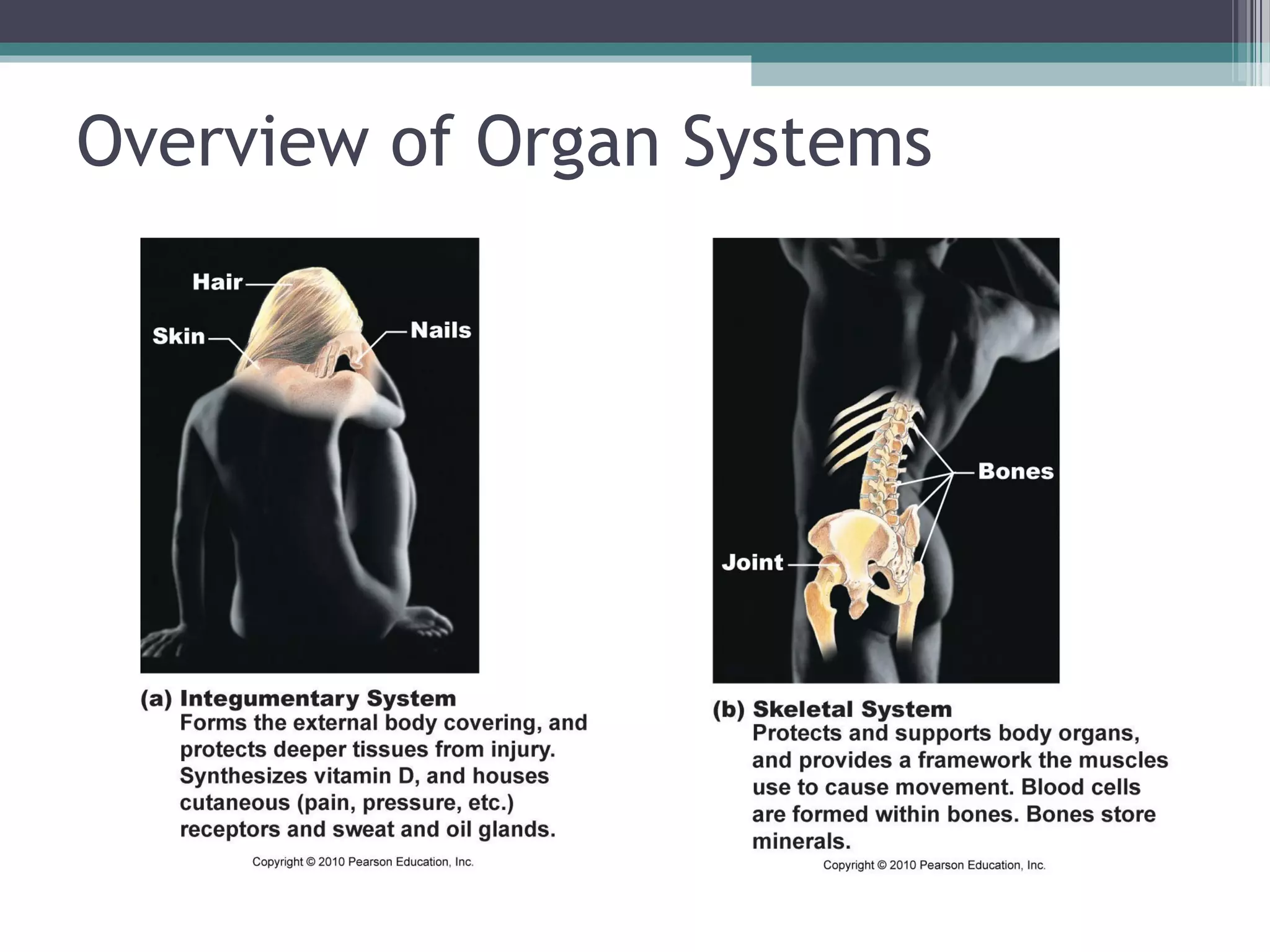 Overview of Organ Systems 
 