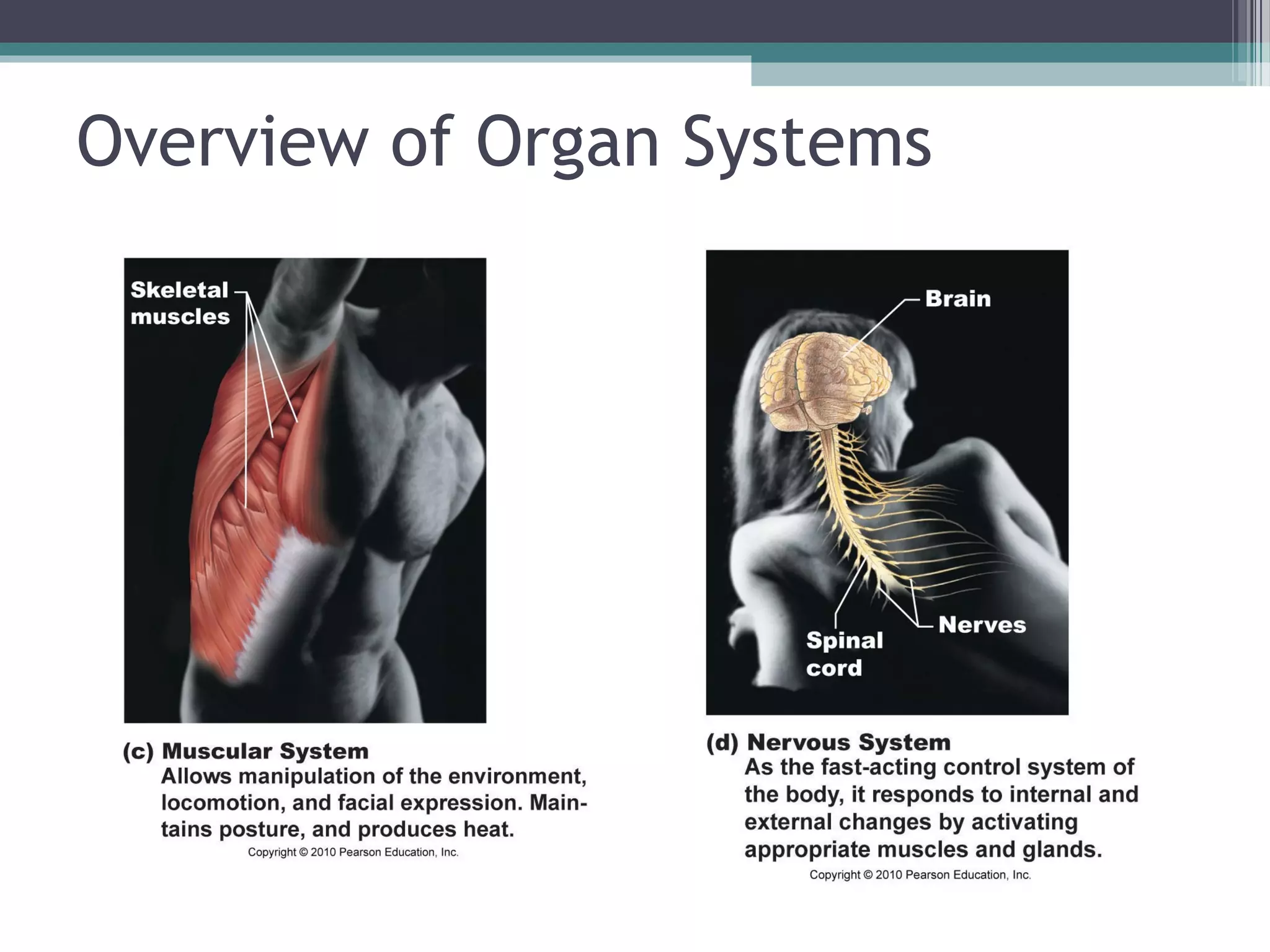 Overview of Organ Systems 
 