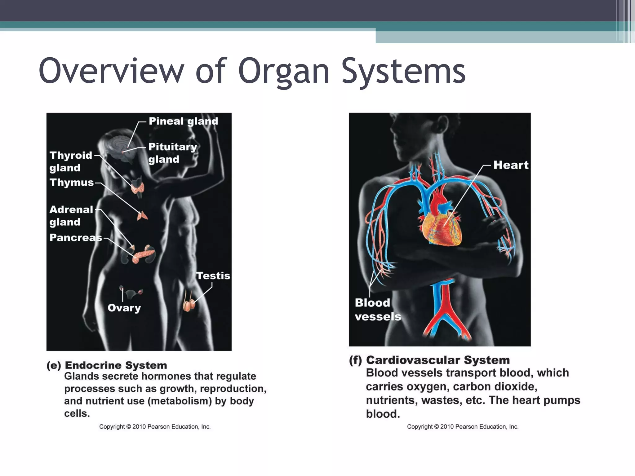 Overview of Organ Systems 
 