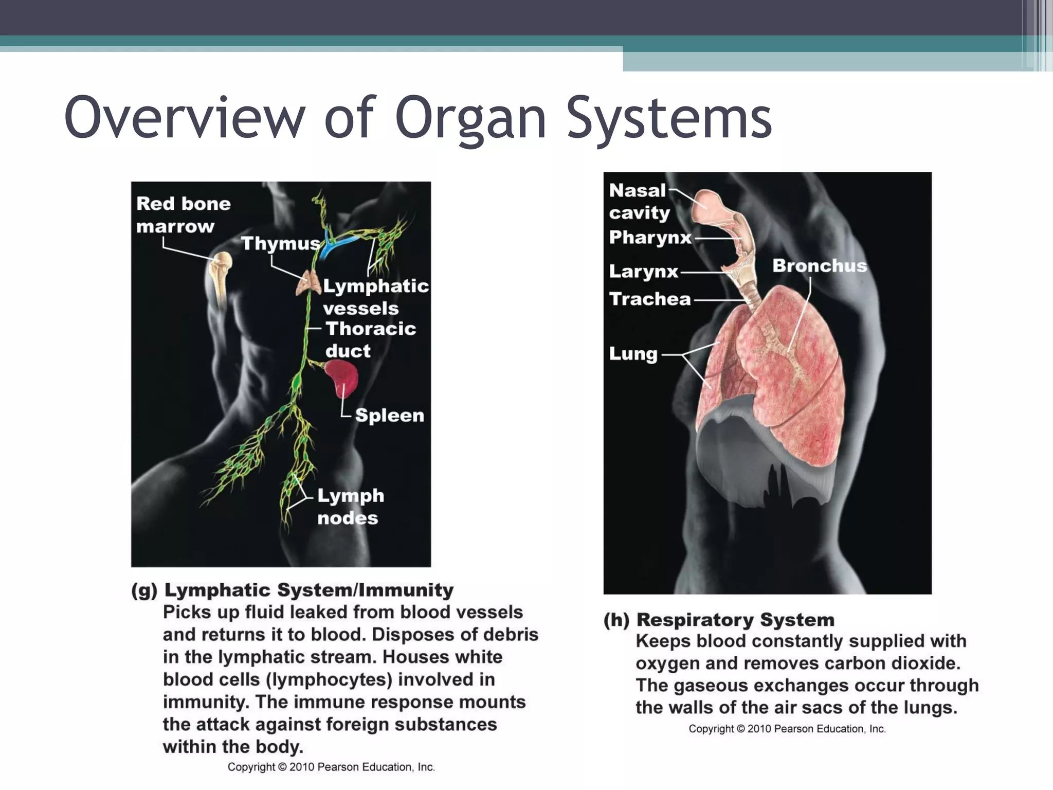 Overview of Organ Systems 
 