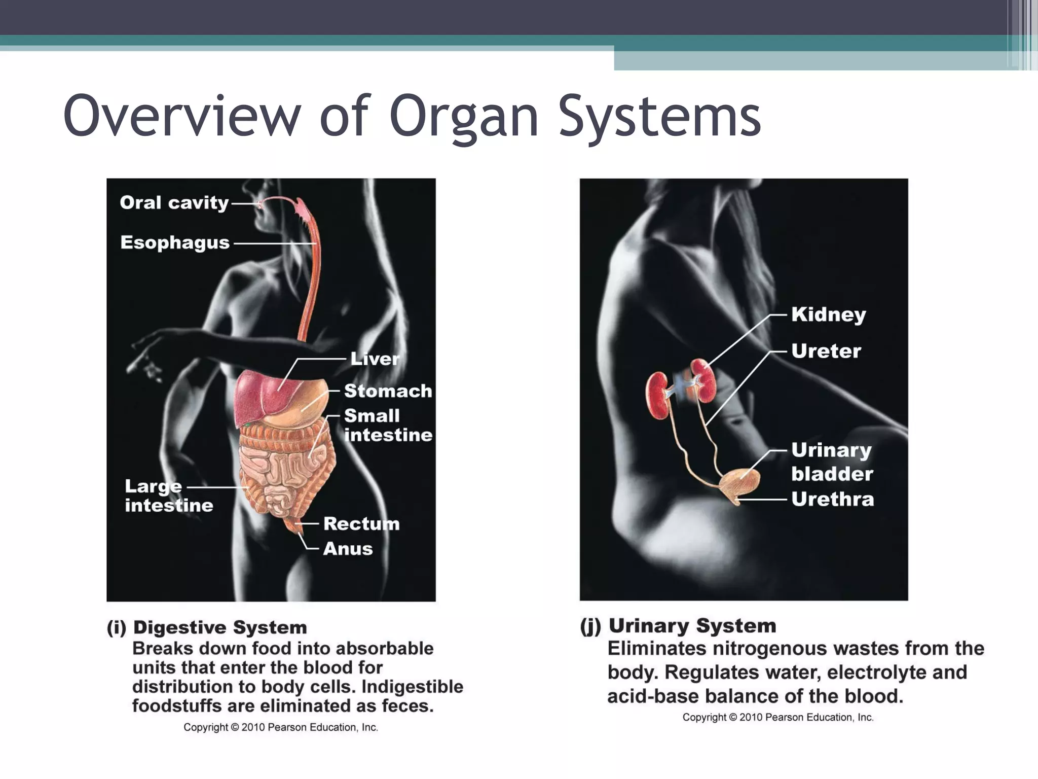 Overview of Organ Systems 
 