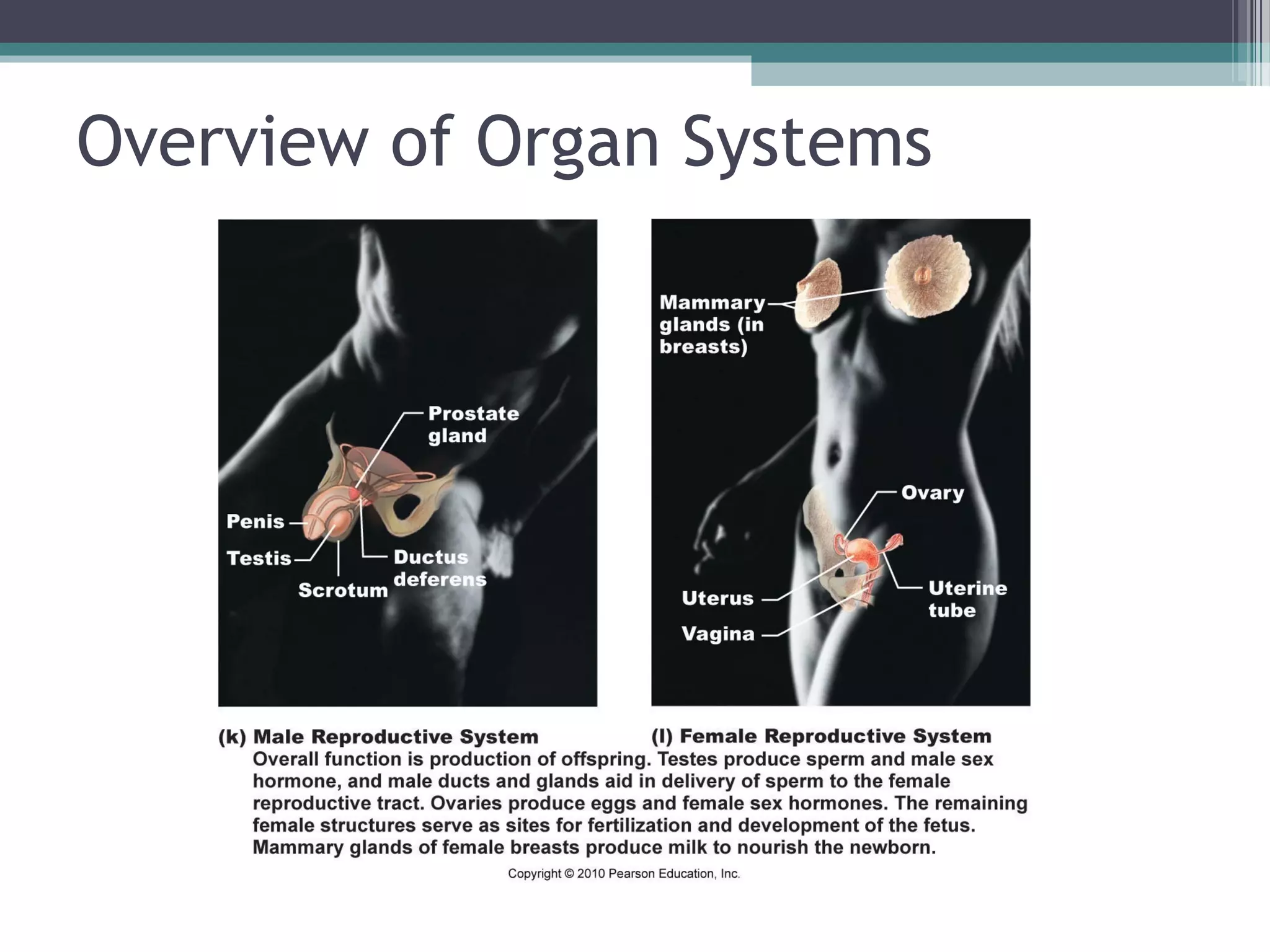Overview of Organ Systems 
 
