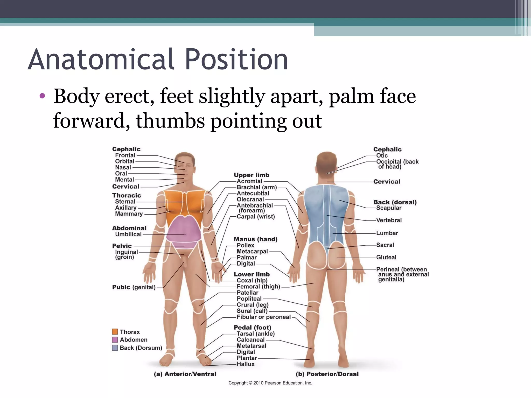 Anatomical Position 
• Body erect, feet slightly apart, palm face 
forward, thumbs pointing out 
 