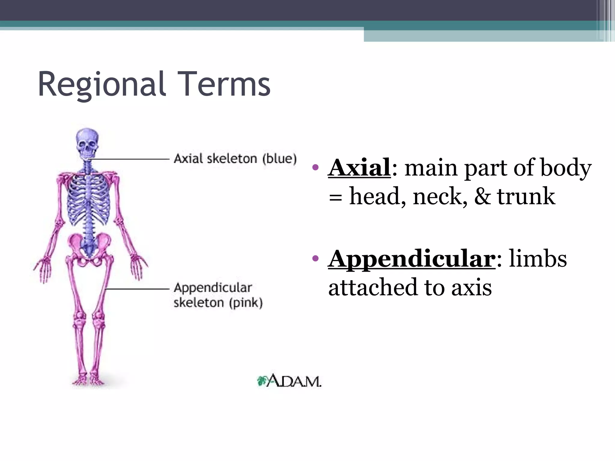 Regional Terms 
• Axial: main part of body 
= head, neck, & trunk 
• Appendicular: limbs 
attached to axis 
 