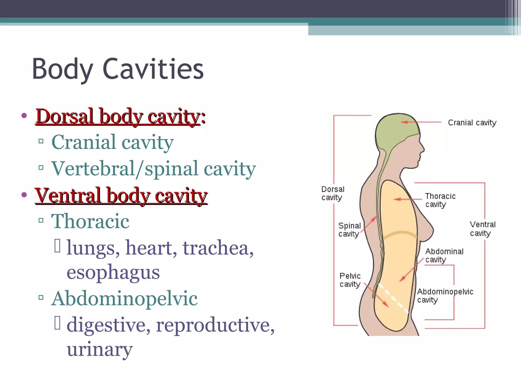 Body Cavities 
• DDoorrssaall bbooddyy ccaavviittyy:: 
▫ Cranial cavity 
▫ Vertebral/spinal cavity 
• VVeennttrraall bbooddyy ccaavviittyy 
▫ Thoracic 
 lungs, heart, trachea, 
esophagus 
▫ Abdominopelvic 
 digestive, reproductive, 
urinary 
 