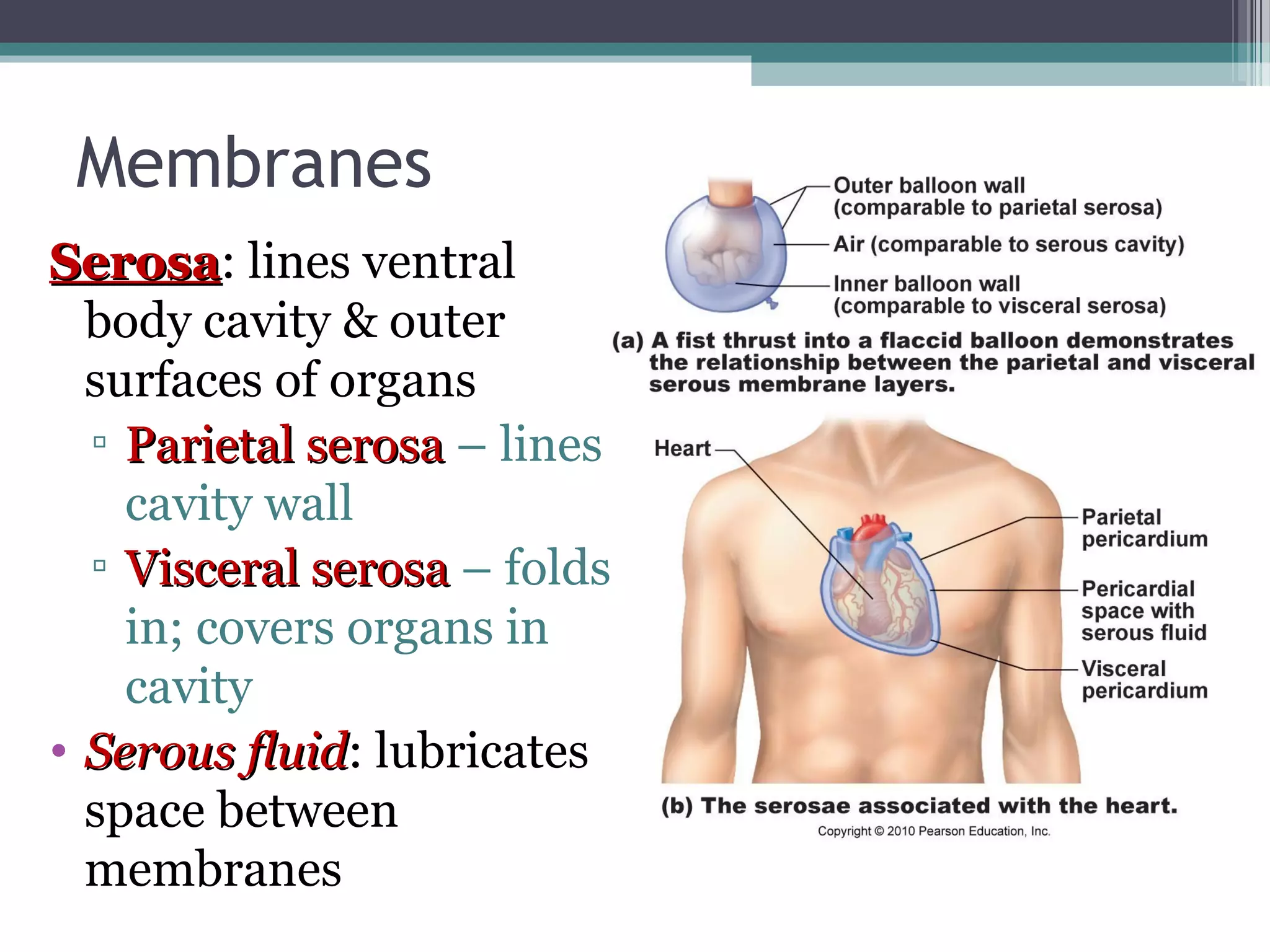 Membranes 
SSeerroossaa: lines ventral 
body cavity & outer 
surfaces of organs 
▫ PPaarriieettaall sseerroossaa – lines 
cavity wall 
▫ VViisscceerraall sseerroossaa – folds 
in; covers organs in 
cavity 
• SSeerroouuss fflluuiidd: lubricates 
space between 
membranes 
 