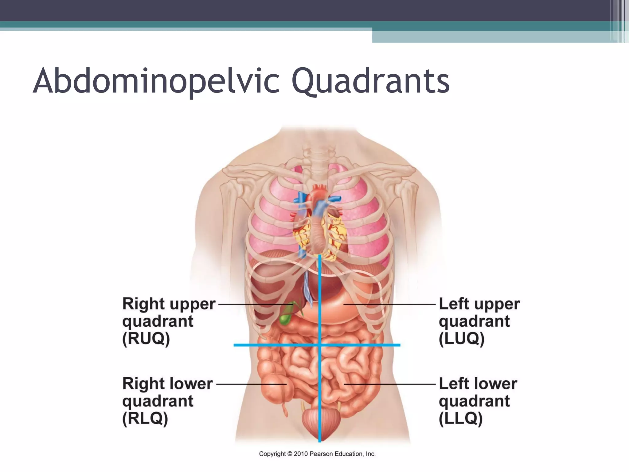 Abdominopelvic Quadrants 
 