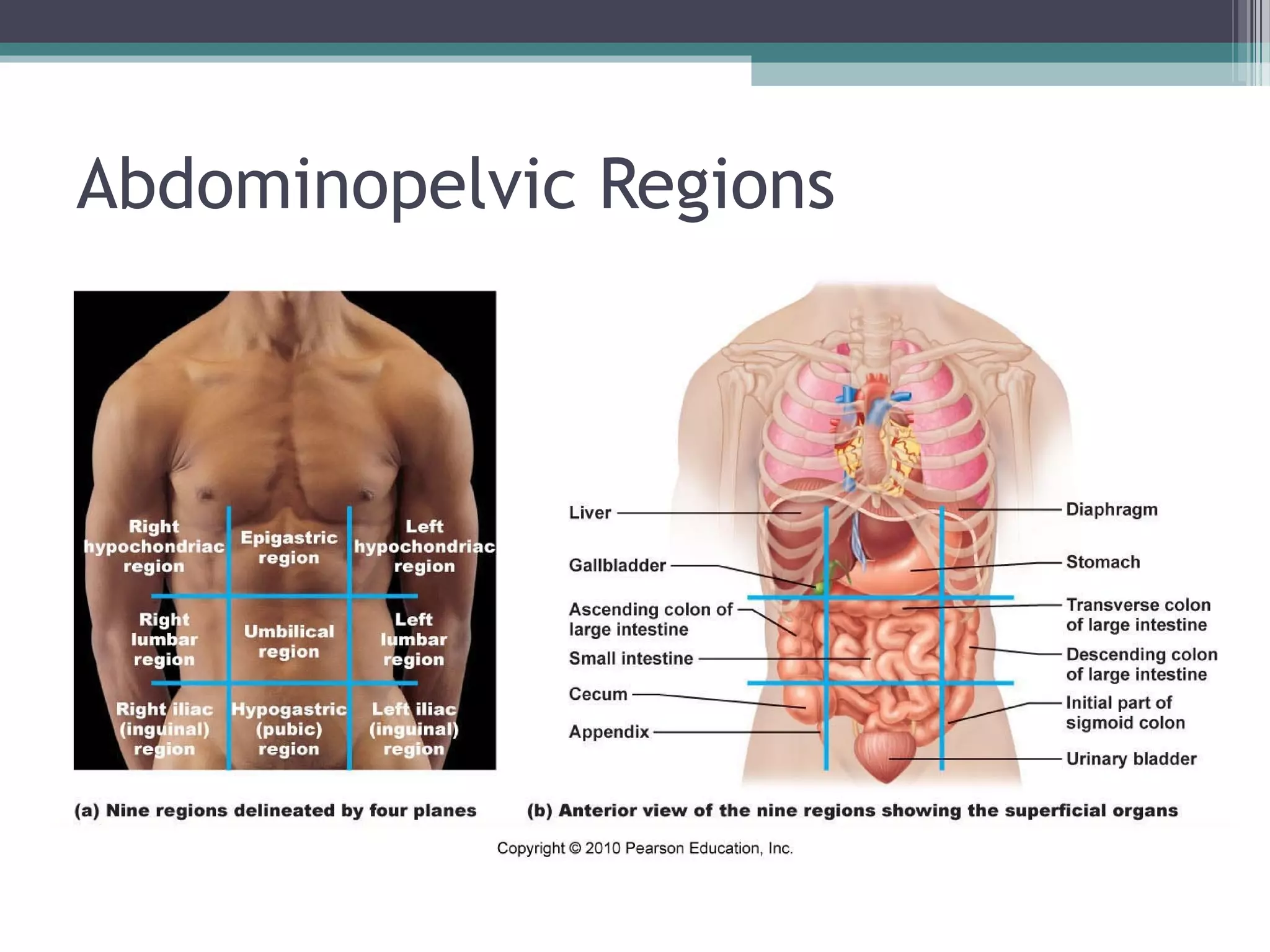 Abdominopelvic Regions 
