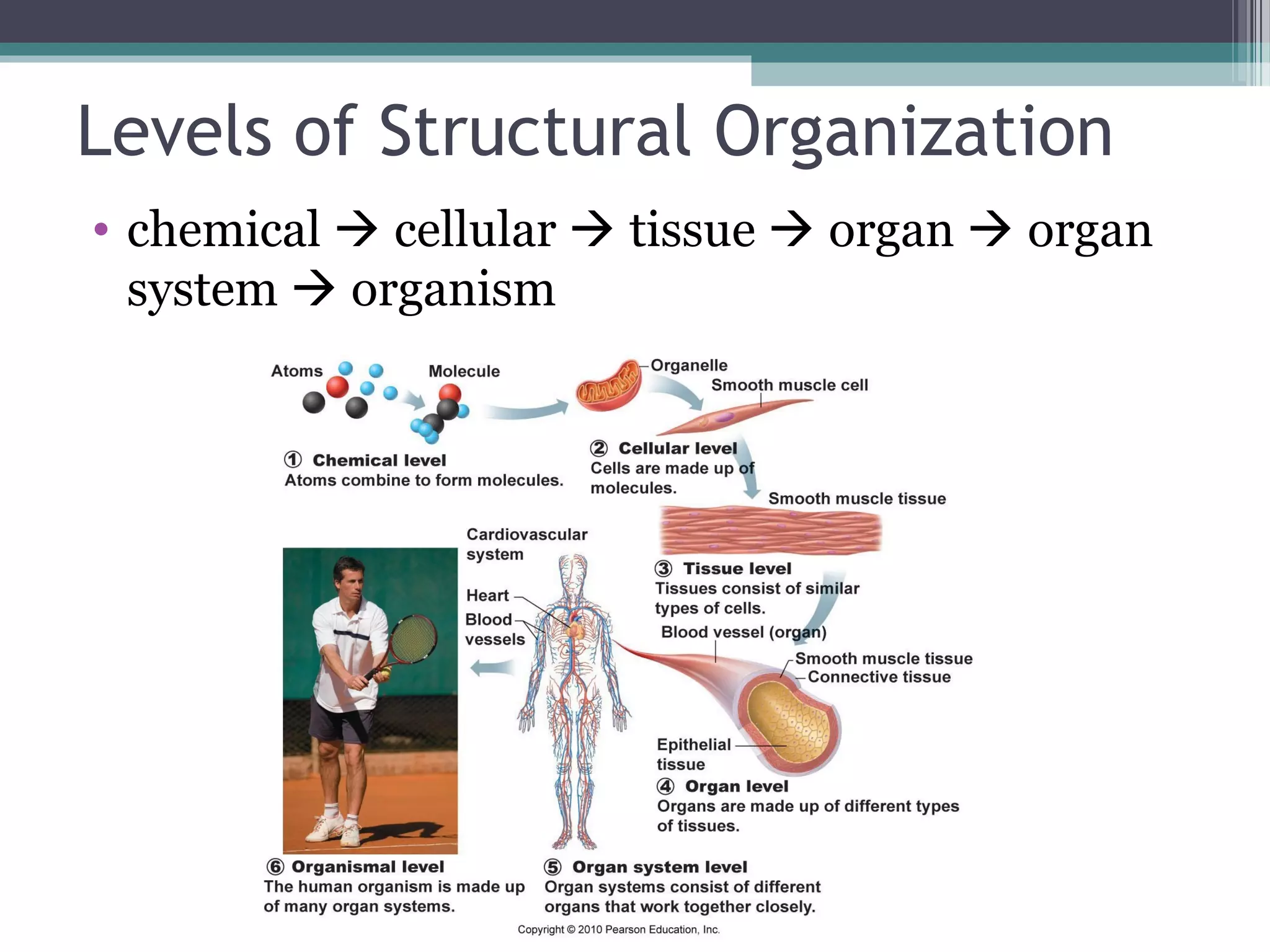 Levels of Structural Organization 
• chemical  cellular  tissue  organ  organ 
system  organism 
 