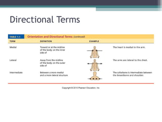 Anatomy & Physiology Lecture Notes - Ch. 1 introduction | PPT