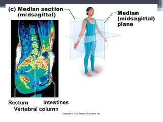 Anatomy & Physiology Lecture Notes - Ch. 1 introduction | PPT