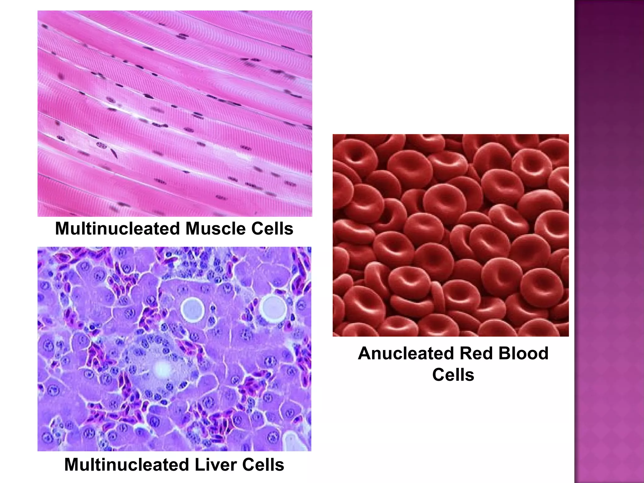 Anatomy & Physiology Lecture Notes - Ch. 3 cells - part 3 | PPT