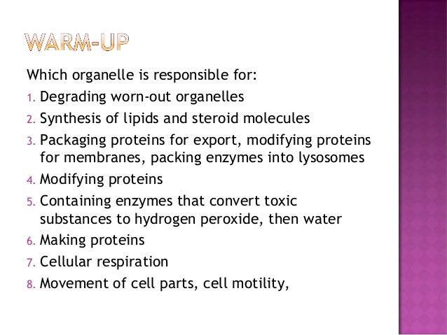 when did roblox first come out? organelle puts lipids and proteins in vesicles when did roblox first come out? organelle puts lipids and proteins in vesicles
