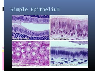 Simple Epithelium
 