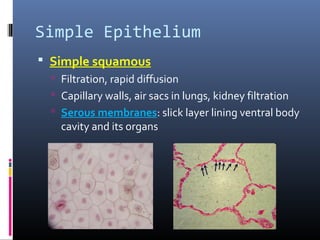 Simple Epithelium
 Simple squamous
 Filtration, rapid diffusion
 Capillary walls, air sacs in lungs, kidney filtration
 Serous membranes: slick layer lining ventral body
cavity and its organs
 