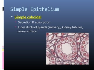 Simple Epithelium
 Simple cuboidal
 Secretion & absorption
 Lines ducts of glands (salivary), kidney tubules,
ovary surface
 