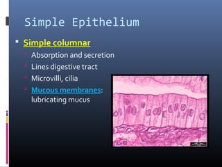 Simple Epithelium
 Simple columnar
 Absorption and secretion
 Lines digestive tract
 Microvilli, cilia
 Mucous membranes:
lubricating mucus
 