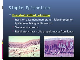 Simple Epithelium
 Pseudostratified columnar
 Rests on basement membrane – false impression
(pseudo) of being multi-layered
 Secretes or absorbs
 Respiratory tract – cilia propels mucus from lungs
 