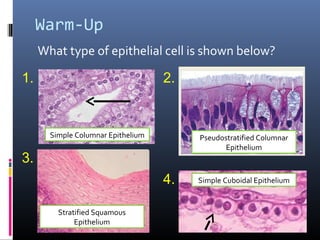 Warm-Up
What type of epithelial cell is shown below?
1. 2.
3.
4.
Simple Columnar Epithelium
Stratified Squamous
Epithelium
Pseudostratified Columnar
Epithelium
Simple Cuboidal Epithelium
 