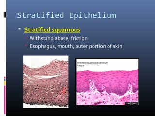 Stratified Epithelium
 Stratified squamous
 Withstand abuse, friction
 Esophagus, mouth, outer portion of skin
 