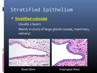 Stratified Epithelium
 Stratified cuboidal
 Usually 2 layers
 Mainly in ducts of large glands (sweat, mammary,
salivary)
Sweat Gland Esophageal Gland
 