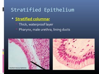 Stratified Epithelium
 Stratified columnar
 Thick, waterproof layer
 Pharynx, male urethra, lining ducts
 