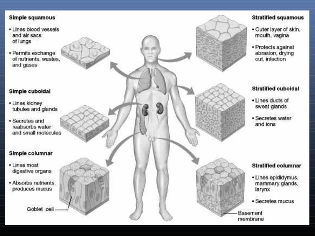 Anatomy & Physiology Lecture Notes - Ch. 4 tissues - epithelium