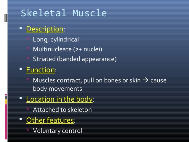 Anatomy & Physiology Lecture Notes - Ch. 4 tissues - muscle