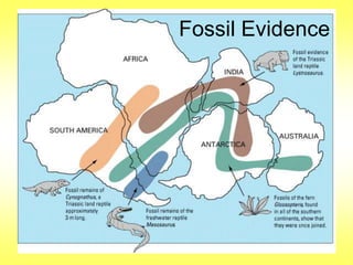Fossil Evidence 
 