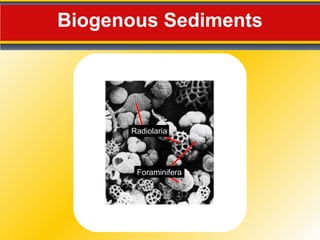 Biogenous Sediments Radiolaria Foraminifera 