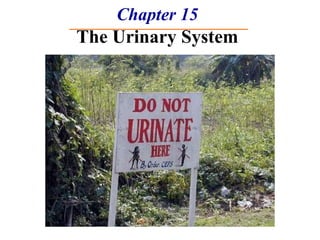 Chapter 15 The Urinary System 