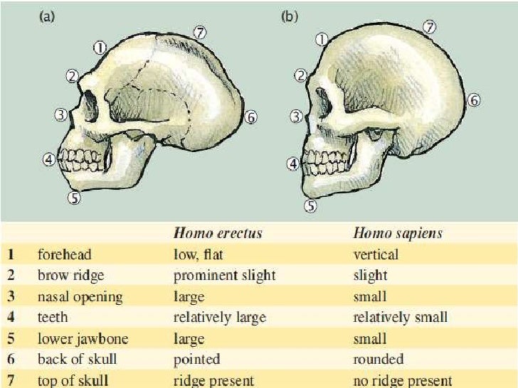Ch. 15 Hominin Evolution
