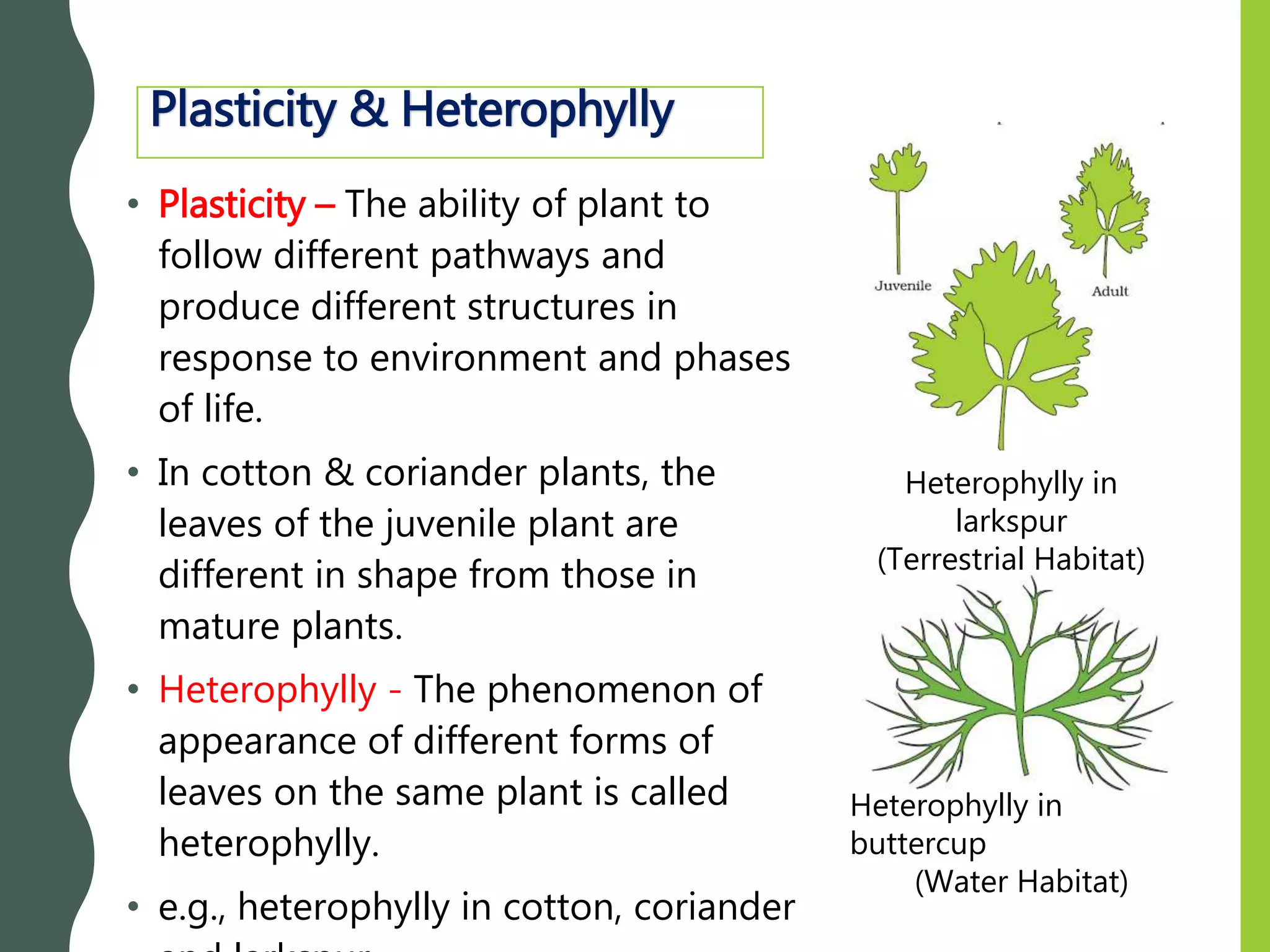 • Plasticity – The ability of plant to
follow different pathways and
produce different structures in
response to environment and phases
of life.
• In cotton & coriander plants, the
leaves of the juvenile plant are
different in shape from those in
mature plants.
• Heterophylly - The phenomenon of
appearance of different forms of
leaves on the same plant is called
heterophylly.
• e.g., heterophylly in cotton, coriander
Heterophylly in
buttercup
(Water Habitat)
Heterophylly in
larkspur
(Terrestrial Habitat)
Plasticity & Heterophylly
 
