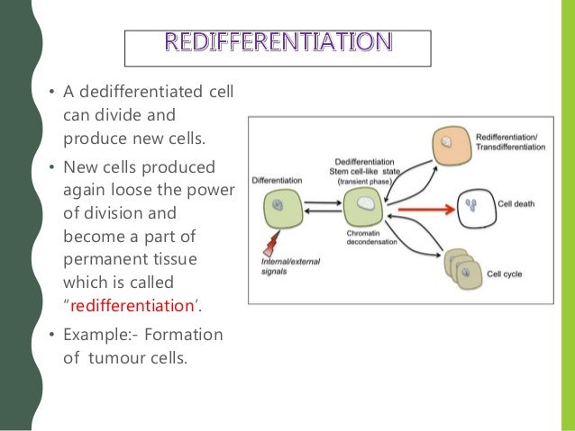 Chapter 15 Plant Growth And Development