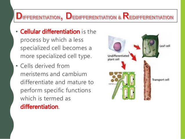 Chapter 15 Plant Growth And Development