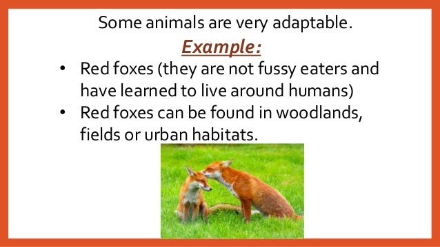 molluscs to three different aquatic biomes essay Start studying types of ecosystems/biomes learn vocabulary, terms, and more with flashcards, games, and other study tools the variety of different life forms in . molluscs to three different aquatic biomes essay Start studying types of ecosystems/biomes learn vocabulary, terms, and more with flashcards, games, and other study tools the variety of different life forms in .