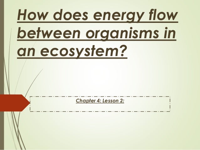 ch 4 less 2 how does energy flow between organisms in an ecosystem how does energy flow through an ecosystem