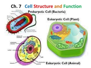 Ch. 7 Cell Structure and Function
 