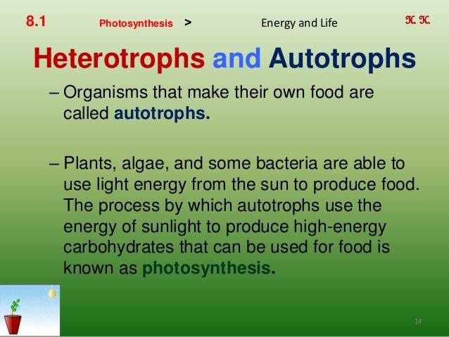 Do Animals Obtain Their Food By Consuming Other Organisms Do Animals Obtain Their Food By Consuming Other Organisms