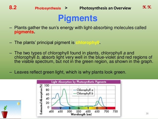 Ch. 8 photosynthesis By Hamdy Karim.