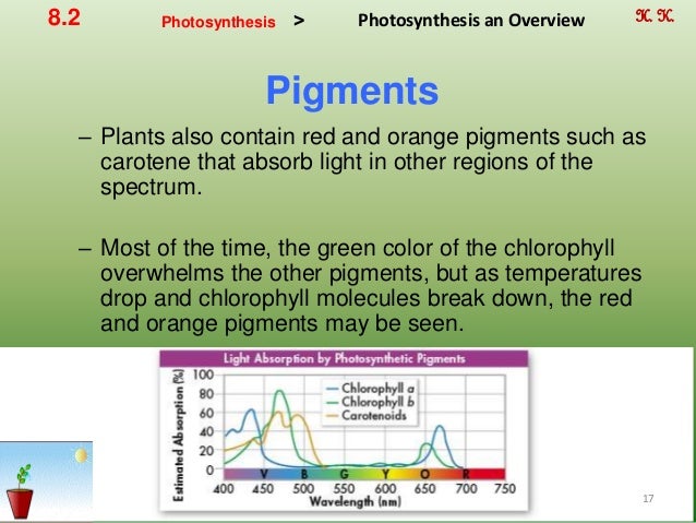 Ch. 8 photosynthesis By Hamdy Karim.