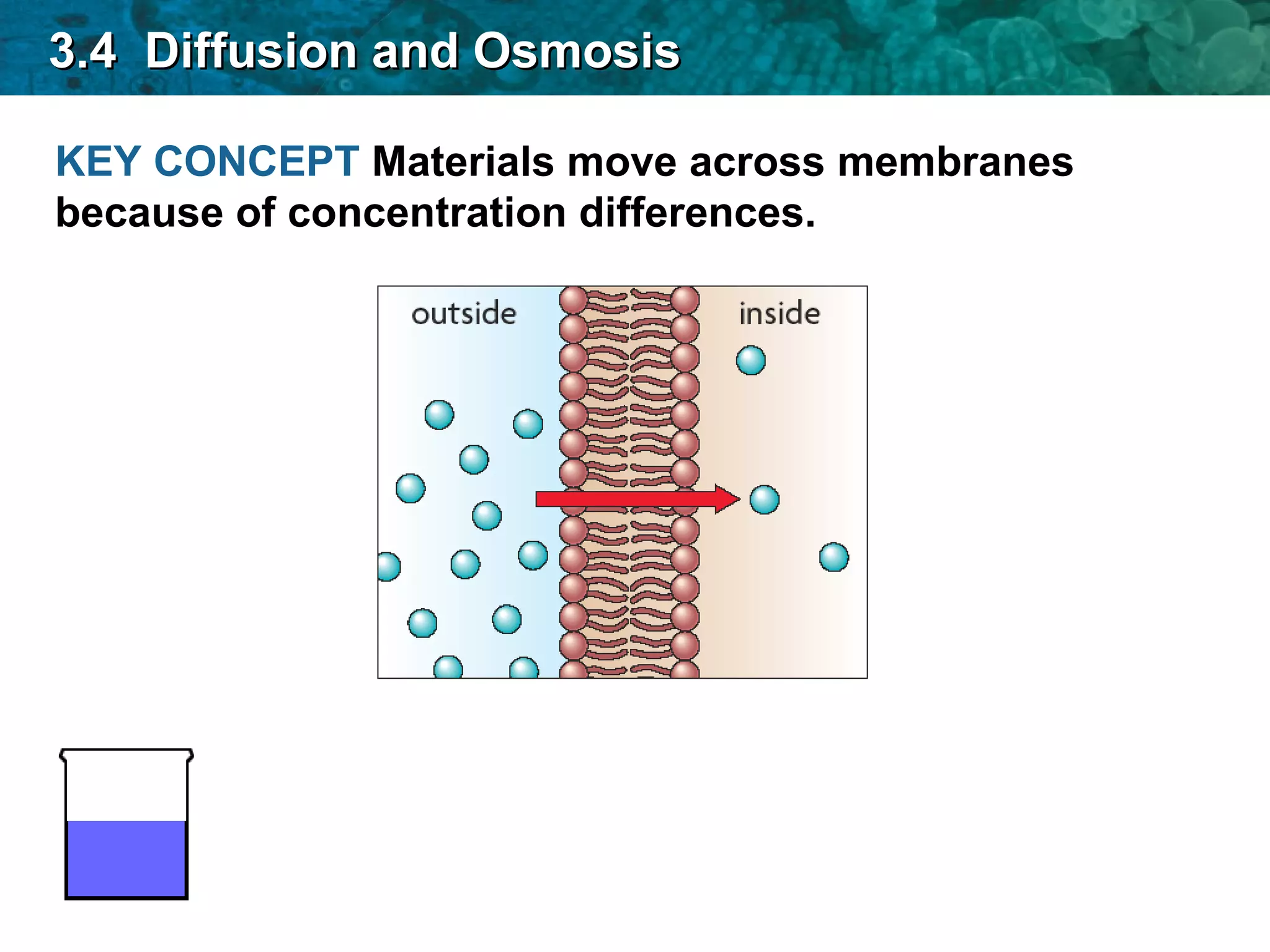 KEY CONCEPT Materials move across membranes
because of concentration differences.
3.4 Diffusion and Osmosis3.4 Diffusion and Osmosis