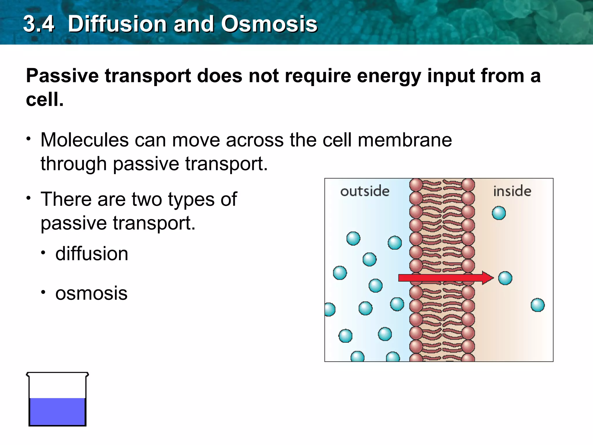 Passive transport does not require energy input from a
cell.
• Molecules can move across the cell membrane
through passive transport.
• There are two types of
passive transport.
• osmosis
• diffusion
3.4 Diffusion and Osmosis3.4 Diffusion and Osmosis