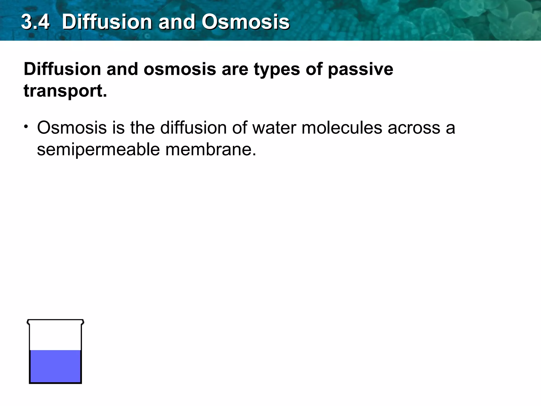 Diffusion and osmosis are types of passive
transport.
• Osmosis is the diffusion of water molecules across a
semipermeable membrane.
3.4 Diffusion and Osmosis3.4 Diffusion and Osmosis