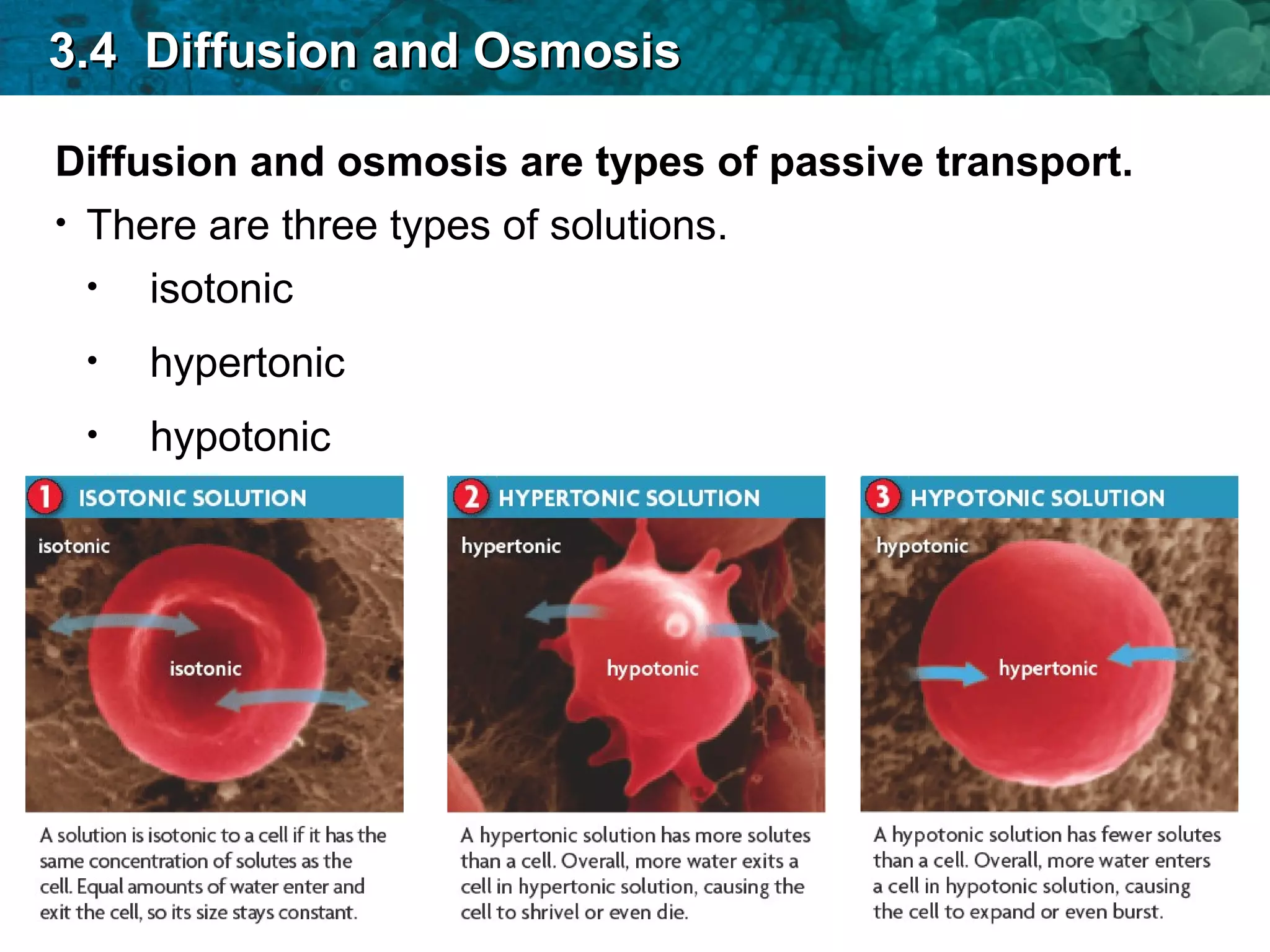 Diffusion and osmosis are types of passive transport.
• There are three types of solutions.
• isotonic
3.4 Diffusion and Osmosis3.4 Diffusion and Osmosis
• hypotonic
• hypertonic