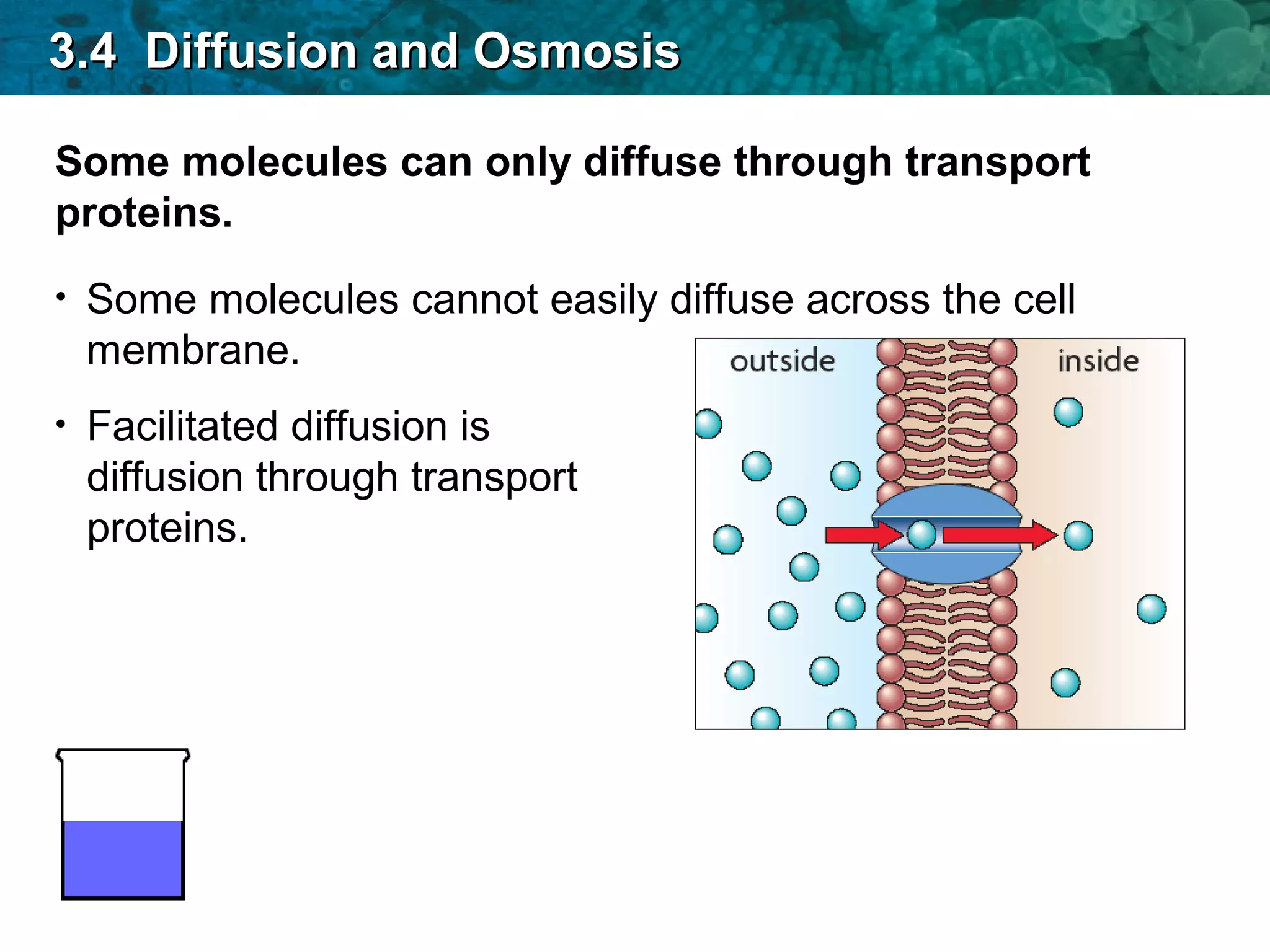 Some molecules can only diffuse through transport
proteins.
• Some molecules cannot easily diffuse across the cell
membrane.
• Facilitated diffusion is
diffusion through transport
proteins.
3.4 Diffusion and Osmosis3.4 Diffusion and Osmosis