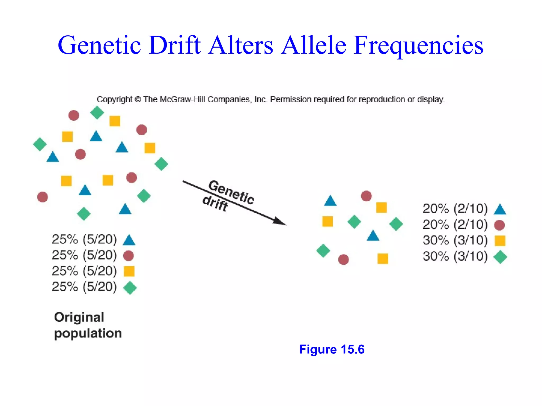 Genetic Drift Alters Allele Frequencies
Figure 15.6
 