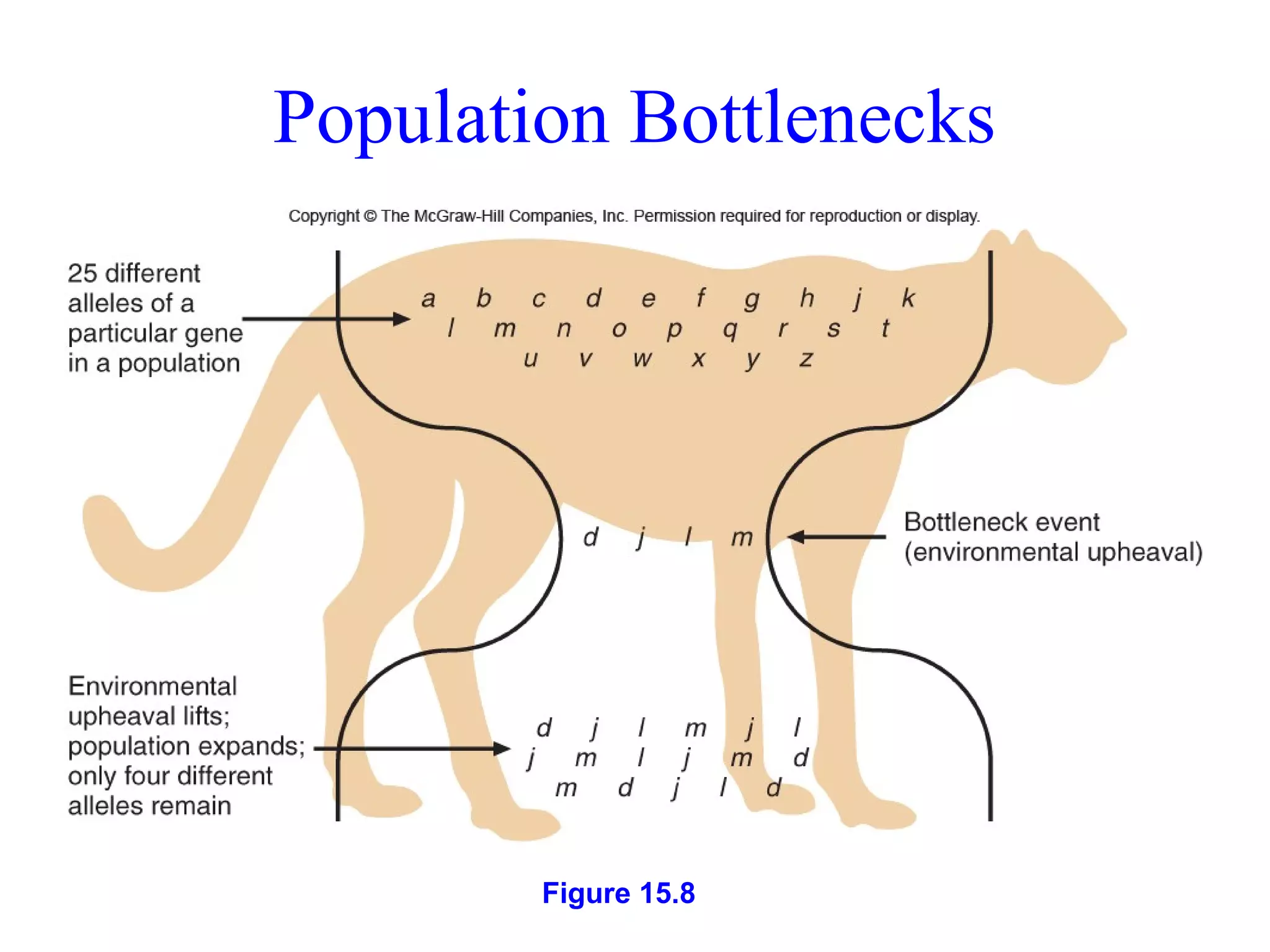 Population Bottlenecks
Figure 15.8
 