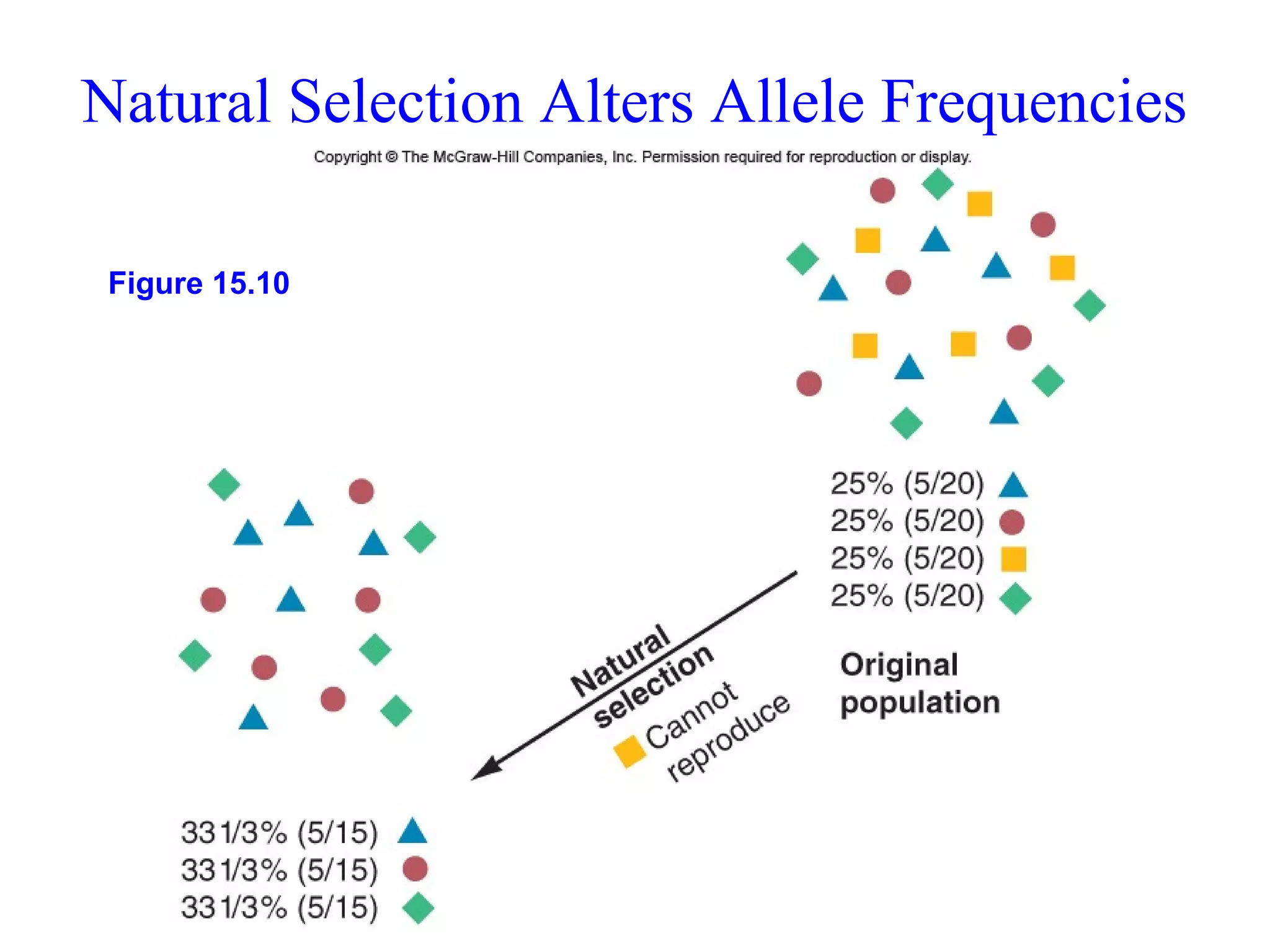 Natural Selection Alters Allele Frequencies
Figure 15.10
 
